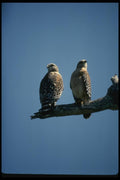 070098 Red Shouldered Hawk, Mated Pair A4 Photo Print