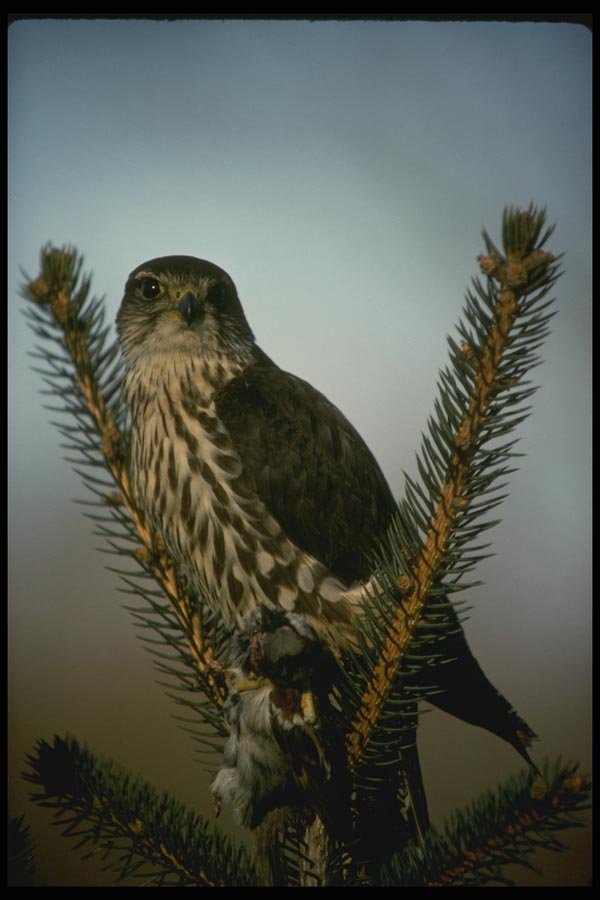 070099 Merlin With Prey At Twilight A4 Photo Print