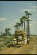 071003 Bullock Cart, Ramnad, Tamilnadu A4 Photo Print