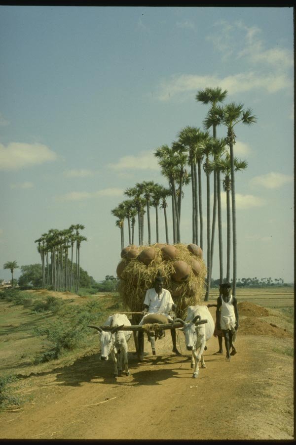 071003 Bullock Cart, Ramnad, Tamilnadu A4 Photo Print