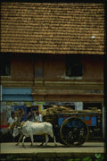 071018 Bullock And Cart, Kottayam, Kerala A4 Photo Print