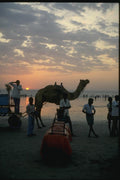 071036 Camel Rides, Seaside, Bombay A4 Photo Print