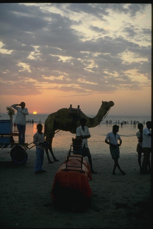 071036 Camel Rides, Seaside, Bombay A4 Photo Print