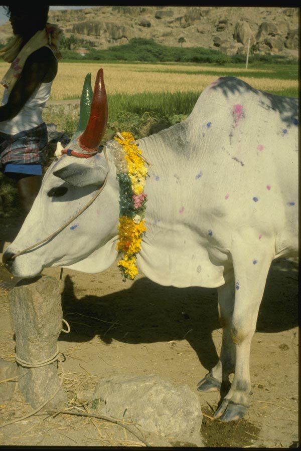 071053 Bullock Festival, Madurai, Tamilnadu A4 Photo Print
