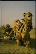 071059 Camel Driver And Camel, Thar Desert, Rajasthan A4 Photo Print