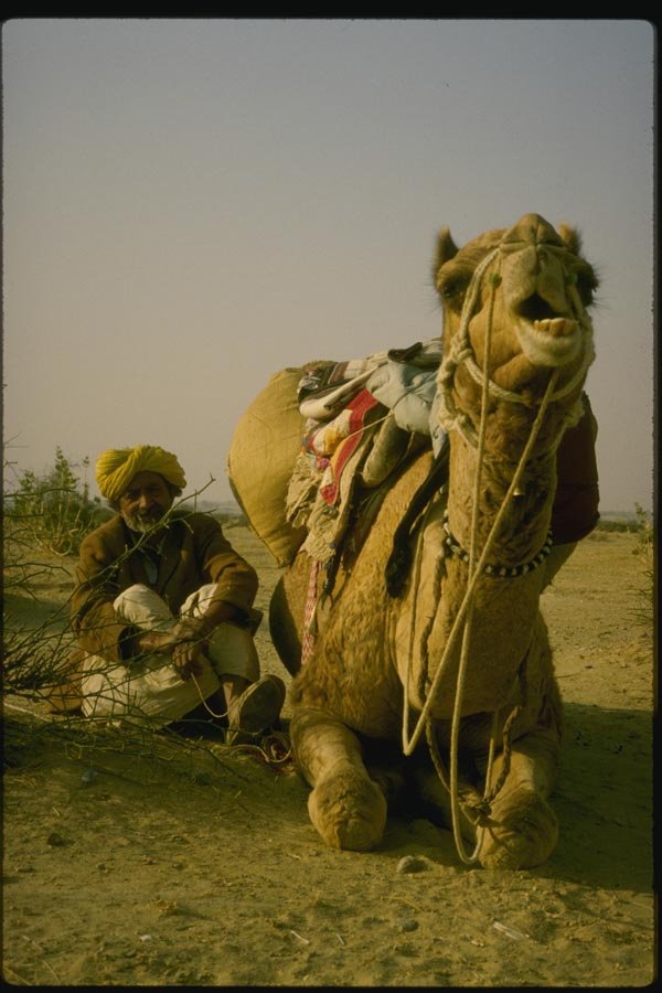 071059 Camel Driver And Camel, Thar Desert, Rajasthan A4 Photo Print