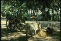 071081 Bullocks Resting, Ramnad, Tamilnadu A4 Photo Print