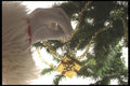 072007 Placing An Ornament A4 Photo Print