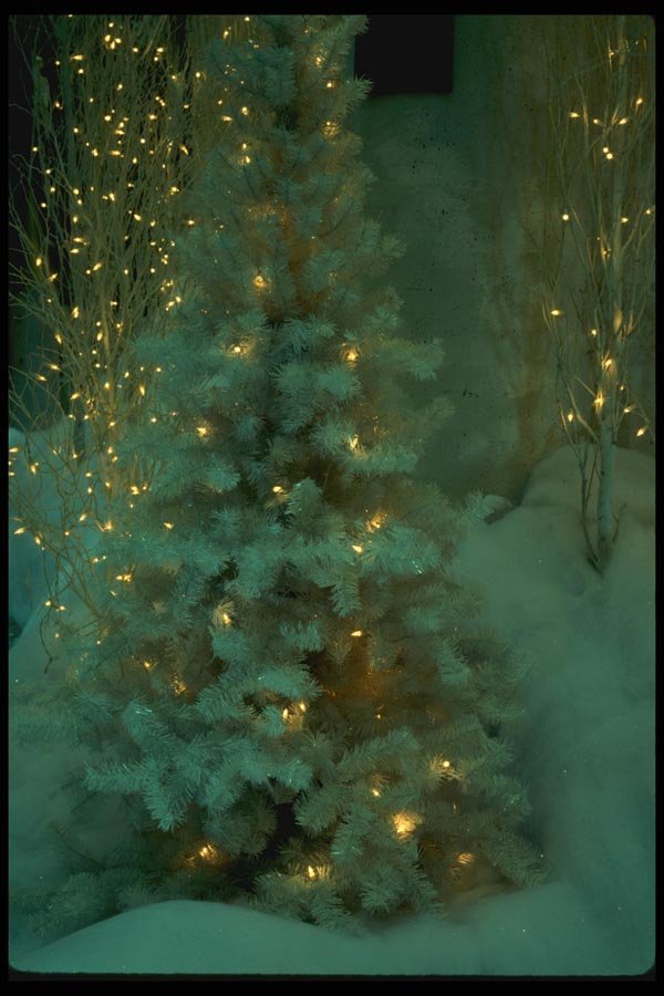 072036 Decorated Trees A4 Photo Print