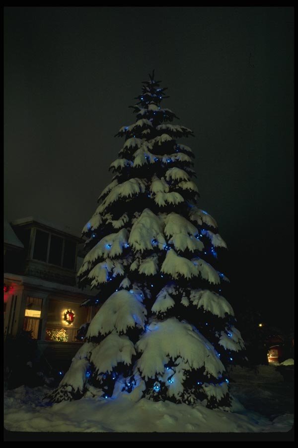 072037 Snowy Tree A4 Photo Print