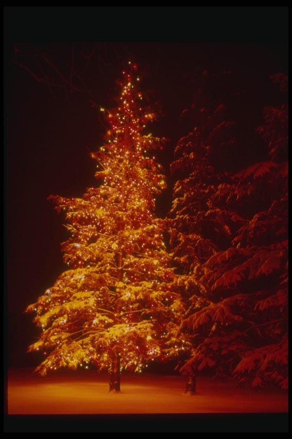 072053 Decorated Tree A4 Photo Print