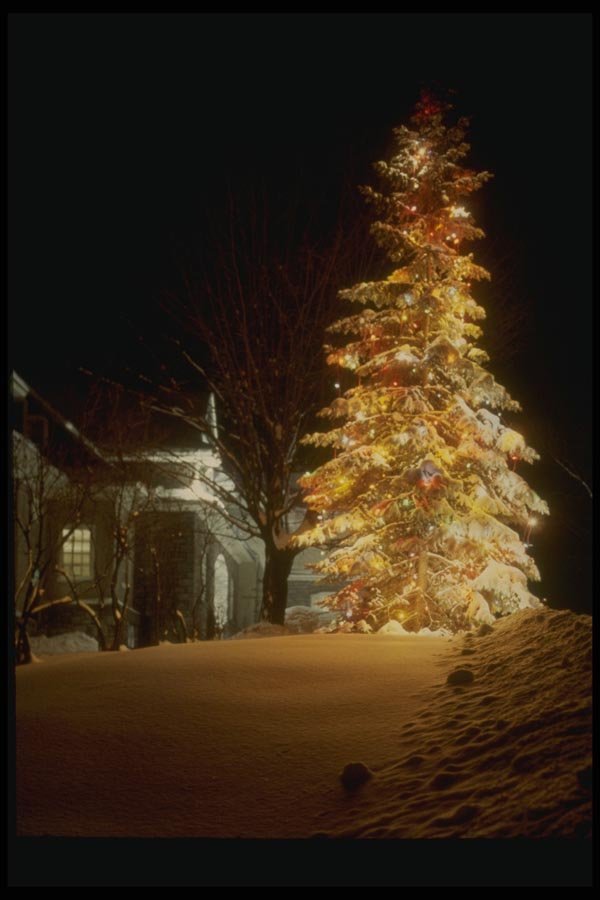072055 Decorated Tree A4 Photo Print
