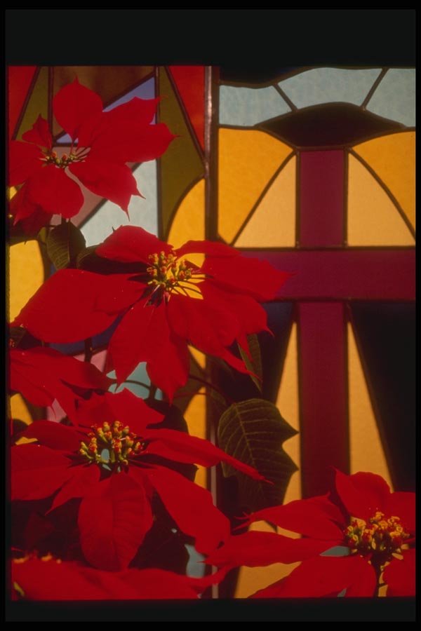 072056 Poinsettias And Stained Glass A4 Photo Print