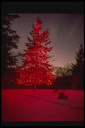 072062 Decorated Tree A4 Photo Print