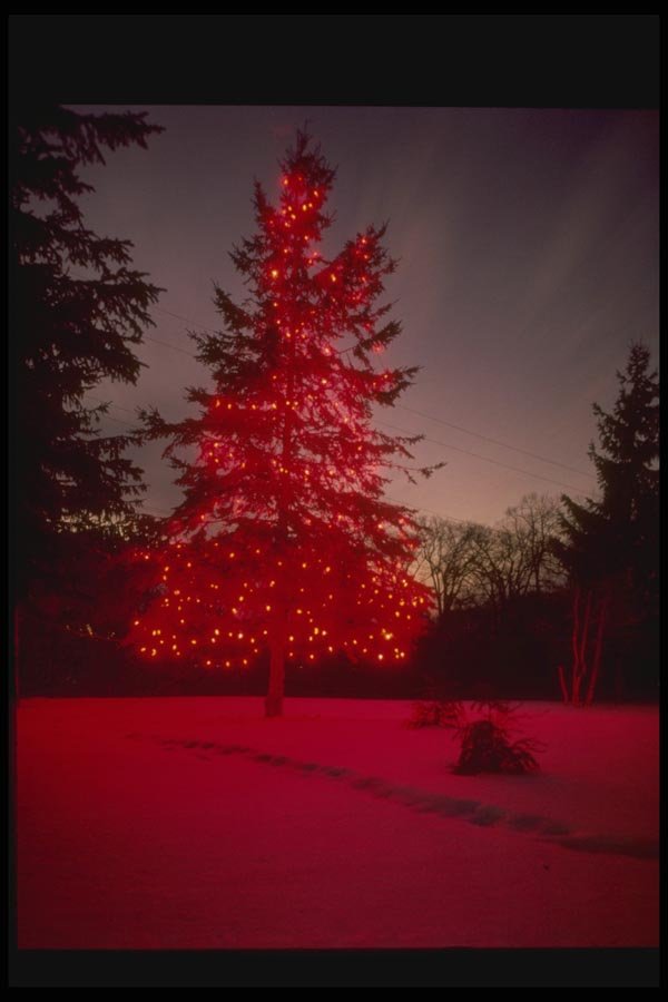 072062 Decorated Tree A4 Photo Print