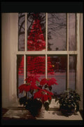 072063 Poinsettias And Decorated Tree A4 Photo Print