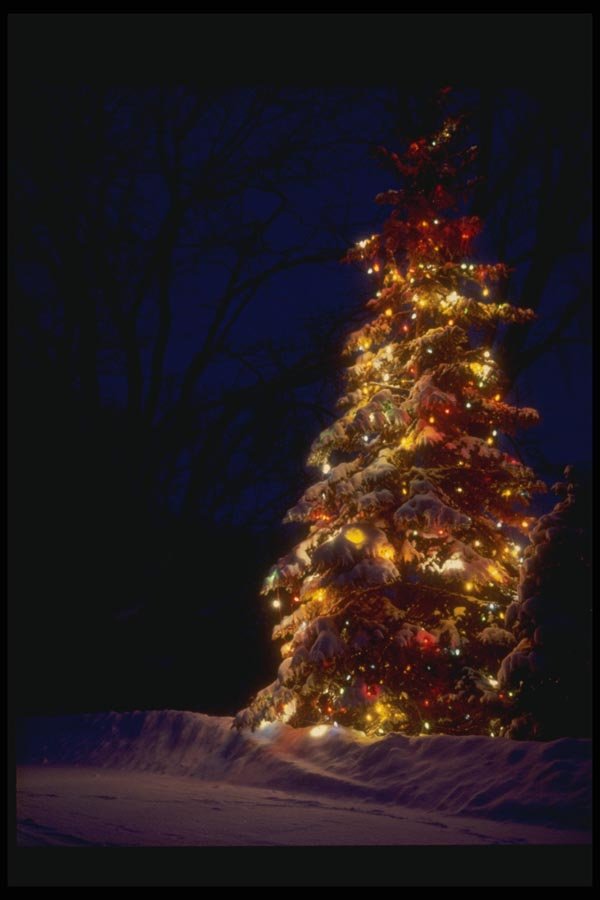 072065 Decorated Tree A4 Photo Print
