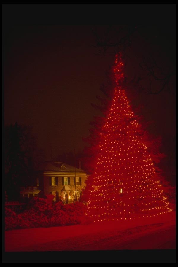 072066 Decorated Tree A4 Photo Print