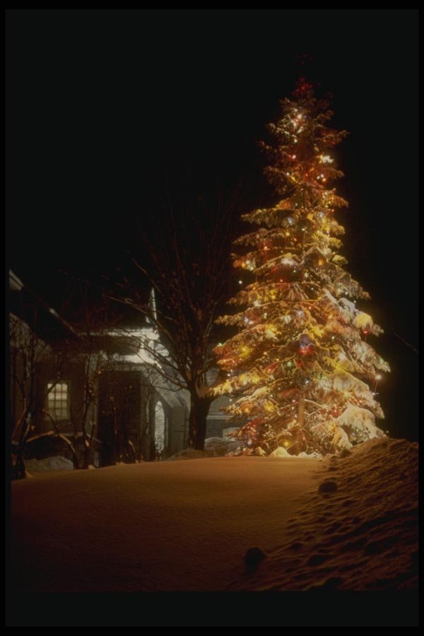 072068 Decorated Tree A4 Photo Print