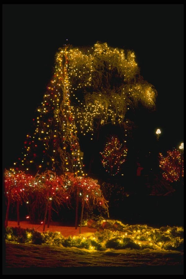 072069 Decorated Trees A4 Photo Print