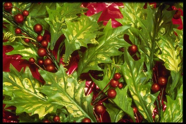 072081 Mistletoe A4 Photo Print