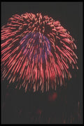 073004 Magenta A4 Photo Print