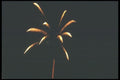 073089 Pop A4 Photo Print