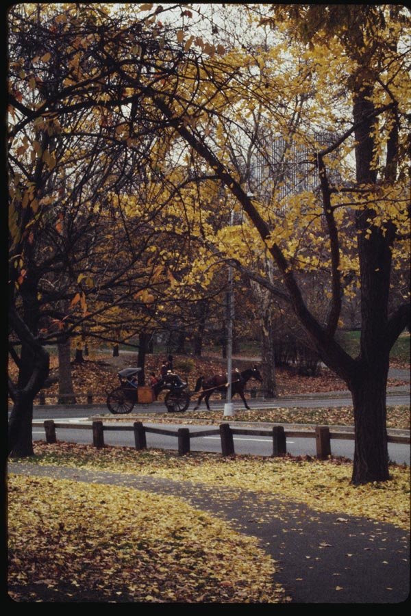 074040 Carriage Ride In Central Park In Autumn A4 Photo Print