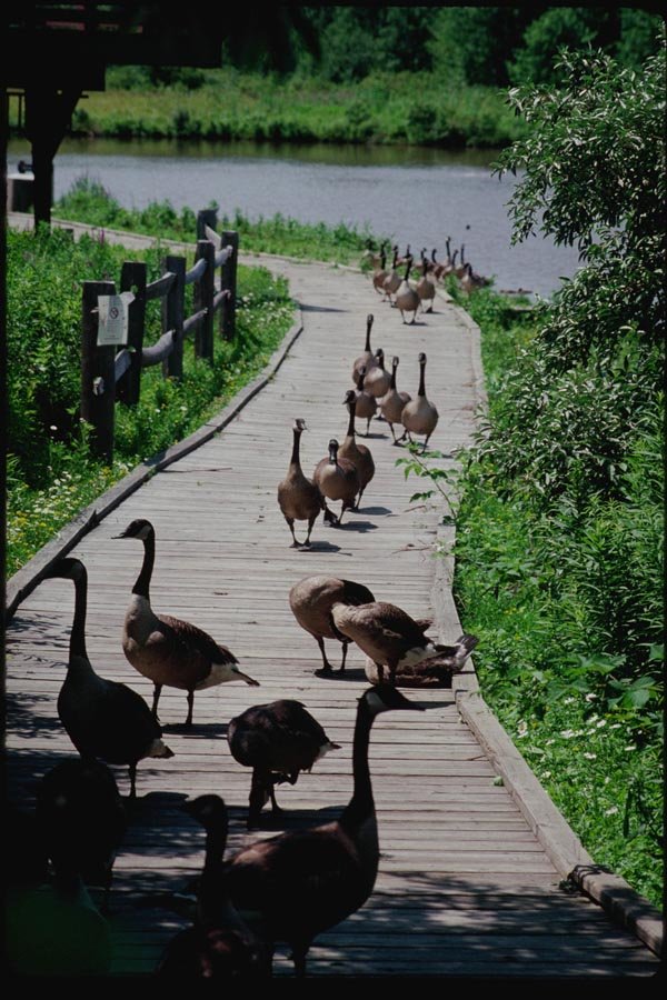 074047 Geese On Path A4 Photo Print