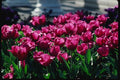 074054 Tulips Lower Manhattan A4 Photo Print