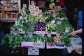 074090 China Town Vegetable Market A4 Photo Print