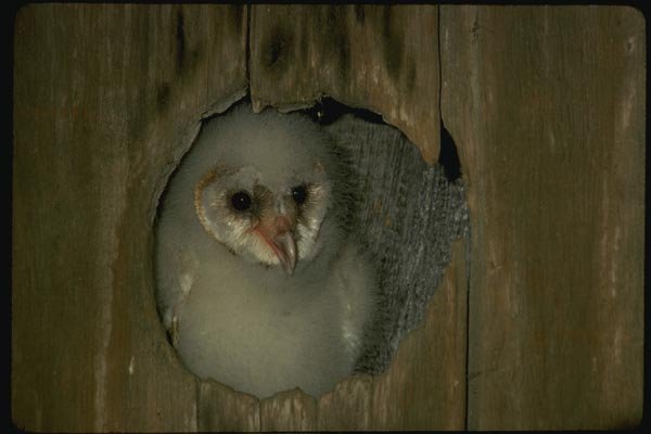 075000 Barn Owl Downy Young (3 Weeks) A4 Photo Print