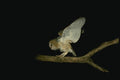 075001 Barn Owl Partly Downy Owlet (6 Weeks) Balancing In Tree A4 Photo Print