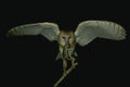 075002 Barn Owl Adult With Prey A4 Photo Print