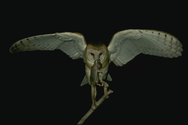 075002 Barn Owl Adult With Prey A4 Photo Print