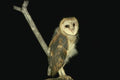 075003 Barn Owl 6 Week Old Owlet Still Partly Downy A4 Photo Print