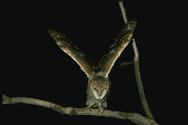 075004 Barn Owl Partly Downy Owlet (6 Weeks) Balancing In Tree A4 Photo Print