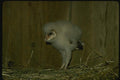 075005 Barn Owl Partly Feathered Young (3 Weeks) A4 Photo Print