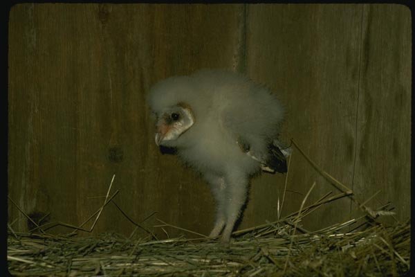 075005 Barn Owl Partly Feathered Young (3 Weeks) A4 Photo Print