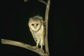 075006 Barn Owl Still Partly Downy Owlet (6 Weeks) A4 Photo Print