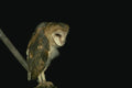 075007 Barn Owl 6 Week Old Owlet Still Partly Downy A4 Photo Print