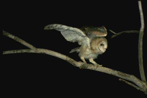 075008 Barn Owl Partly Downy Owlet (6 Weeks) Balancing In Tree A4 Photo Print