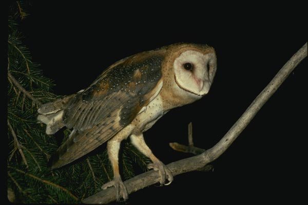 075009 Barn Owl Adult Preening A4 Photo Print