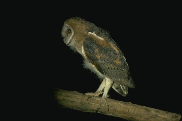 075010 Barn Owl 6 Week Old Owlet Still Partly Downy A4 Photo Print