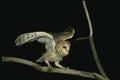 075011 Barn Owl Partly Downy Owlet (6 Weeks) Balancing In Tree A4 Photo Print