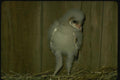 075012 Barn Owl Partly Feathered Downy Young (3 Weeks) A4 Photo Print