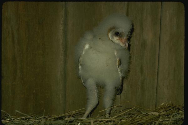 075012 Barn Owl Partly Feathered Downy Young (3 Weeks) A4 Photo Print