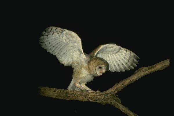 075013 Barn Owl Partly Downy Owlet (6 Weeks) Balancing In Tree A4 Photo Print