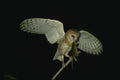 075014 Barn Owl Adult With Prey A4 Photo Print