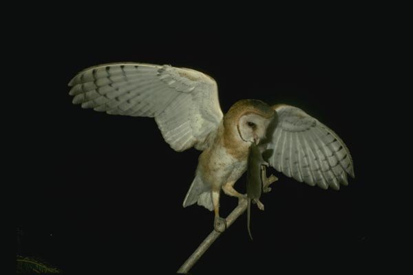 075014 Barn Owl Adult With Prey A4 Photo Print